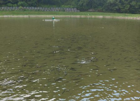 トップに好反応！ ～平谷湖フィッシングスポット～